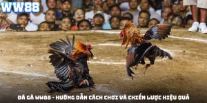 đá gà ww88